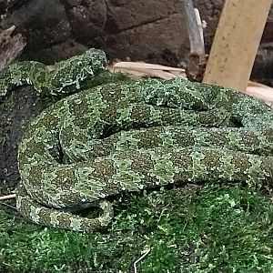 ABH - Mangshan Pitviper (Protobothrops mangshanensis)