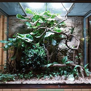 ABH - Black Tree Monitor (Varanus beccarii)