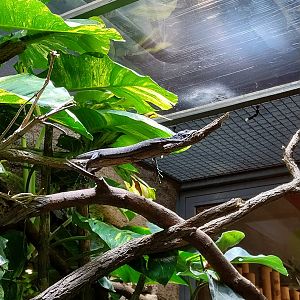 ABH - Black Tree Monitor (Varanus beccarii)