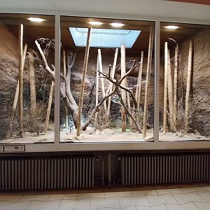 ABH - Northern Treeshrew (Tupaia belangeri) and Burmese Star Tortoise (Geochelone platynota)