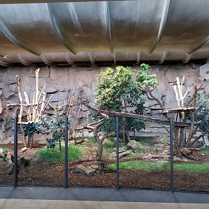 ABH - Sunbear (Helarctos malayanus malayanus)