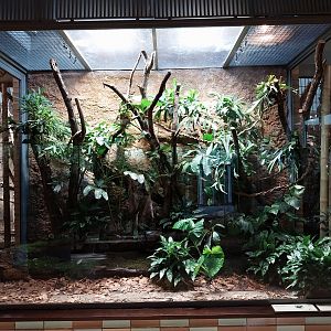 ABH - Green Tree Python (Morelia viridis) and White-lipped Tree Frog (Nyctimystes infrafrenatus)