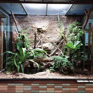 ABH - Emerald Skink (Lamprolepis smaragdina), Prehensile-tailed Skink (Corucia zebrata) and Solomon Island Eyelash Frog (Cornufer guentheri)