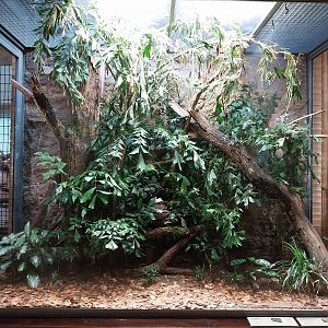 ABH - Red Blood Python (Python brongersmai) and Tokay Gecko (Gekko gecko)