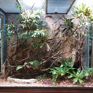 ABH - Blue-spotted Tree Monitor (Varanus macraei)