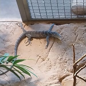 ABH - Blue-spotted Tree Monitor (Varanus macraei)
