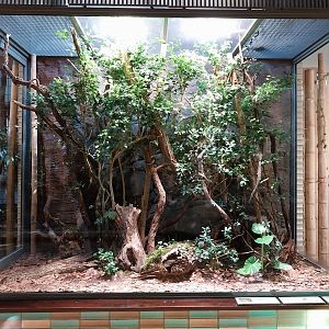 ABH - Cane Toad (Rhinella marina)