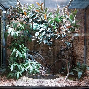 ABH - Banded Mangrove Snake (Boiga dendrophila melanota)