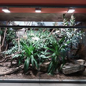 ABH - Indochinese Clouded Leopard (Neofelis nebulosa nebulosa)