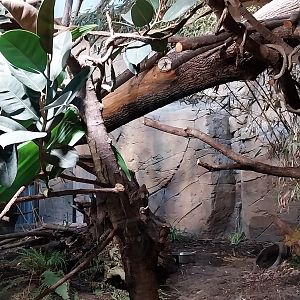 ABH - Indochinese Clouded Leopard (Neofelis nebulosa nebulosa)