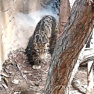 ABH - Indochinese Clouded Leopard (Neofelis nebulosa nebulosa)