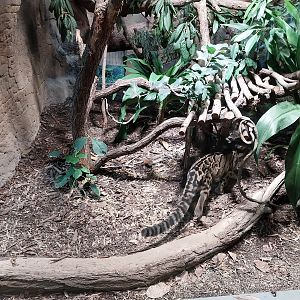 ABH - Indochinese Clouded Leopard (Neofelis nebulosa nebulosa)