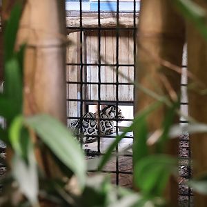 ABH - Indochinese Clouded Leopard (Neofelis nebulosa nebulosa)