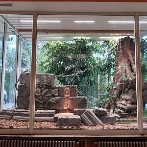 ABH - King Cobra (Ophiophagus hannah)