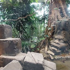 ABH - King Cobra (Ophiophagus hannah)