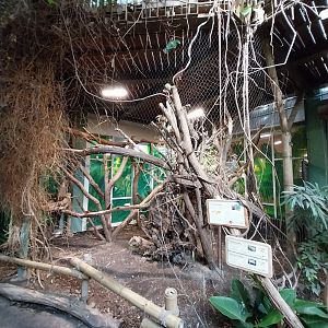 ABH - Tropical Rainforest - Aviary