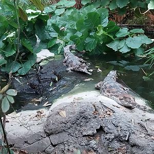 ABH - Tropical Rainforest - Gharial exhibit 1