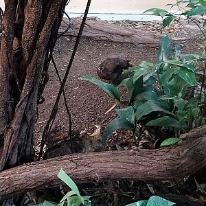ABH - Tropical Rainforest - Palawan Peacock-pheasant (Polyplectron napoleonis)