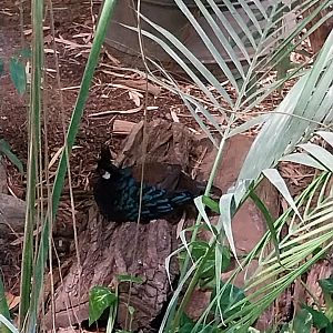 ABH - Tropical Rainforest - Palawan Peacock-pheasant (Polyplectron napoleonis)