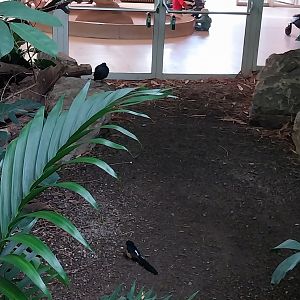 ABH - Tropical Rainforest - White-rumped Shama (Copsychus malabaricus) and Nicobar Pigeon (Caloenas nicobarica)