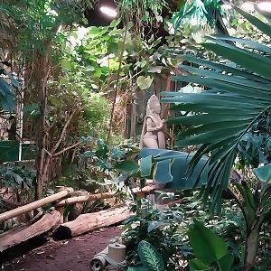 ABH - Tropical Rainforest - General view