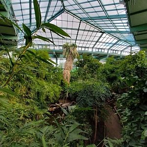 ABH - Tropical Rainforest - General view