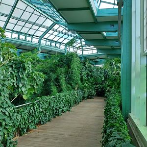 ABH - Tropical Rainforest - General view