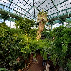 ABH - Tropical Rainforest - General view