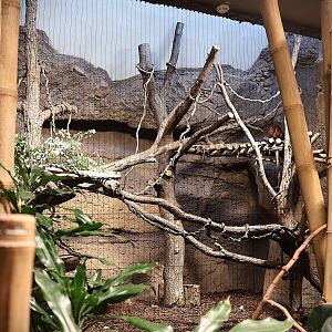 ABH - Goodfellow's Tree-kangaroo (Dendrolagus goodfellowi buergersi)