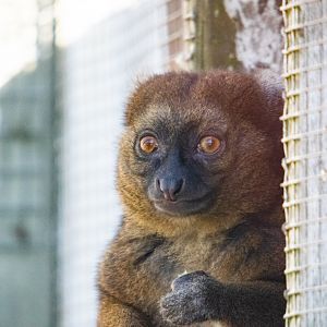 Greater Bamboo Lemur