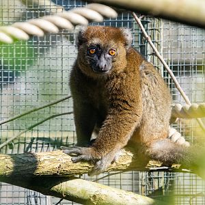 Greater Bamboo Lemur
