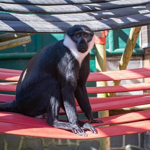 Kanye - L'Hoest's Monkey