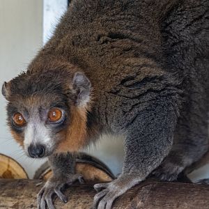 Mongoose Lemur