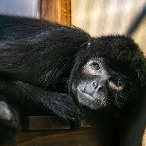 Black-Headed  Spider Monkey
