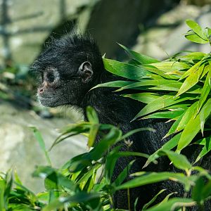 Black-Headed  Spider Monkey