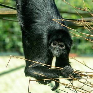 Black-Headed  Spider Monkey