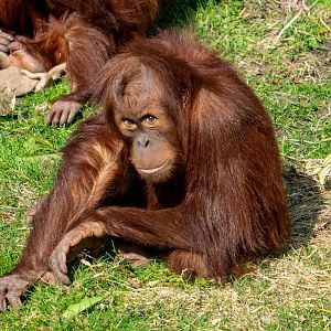 Sumatran Orangutan - Arga