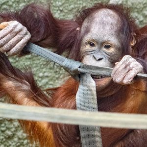 Bornean Orangutan - Dot