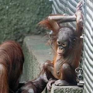 Bornean Orangutan - Myrtle