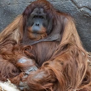 Sumatran Orangutan - Puluh