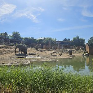 Elephant cow enclosure
