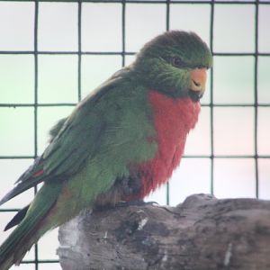 Orange-billed lorikeet (Neopsittacus pullicauda pullicauda) - Bird Park
