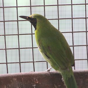 Javan greater leafbird (Chloropsis sonnerati sonnerati) - Bird Park