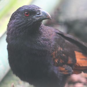 Sunda coucal (Centropus nigrorufus) - Bird Park