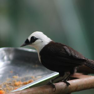 Sumatran laughingthrush (Garrulax bicolor) - Bird Park