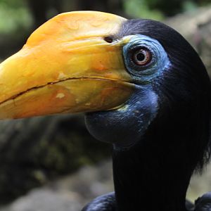 Sunda wrinkled hornbill (Rhabdotorrhinus corrugatus rugosus) - Bird Park