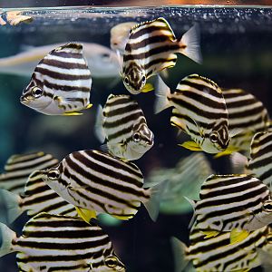 Australian Stripey's