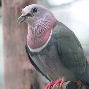 Pink-headed fruit dove (Ptilinopus porphyreus) - Bird Park