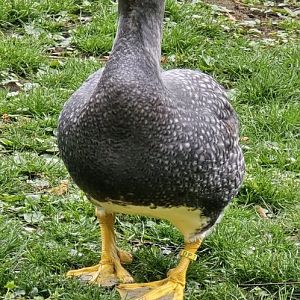 Fuegian steamer duck