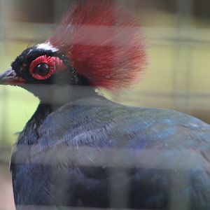 Crested partridge (Rollulus rouloul) - Bird Park
